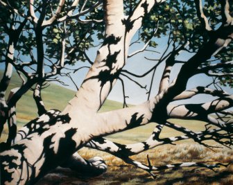 &Aacute;rvore com sombras